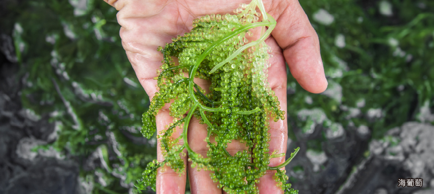 海ん道 UMINCHI 海葡萄農場
